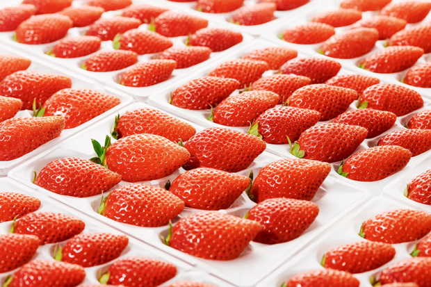 農作物品種改良のカルタ、高品質いちごを販売