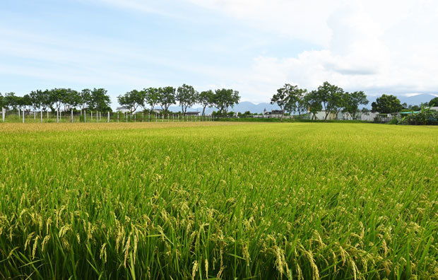 台湾米のブランド化に意欲宜蘭県五結郷、対日輸出に期待も