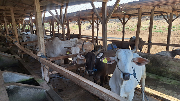 牛肉の生産拡大へ投資誘致2.7億人の胃袋を満たせ（１）